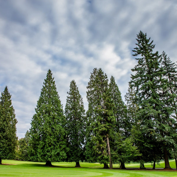 The Vancouver Golf club brings greenery to the community.