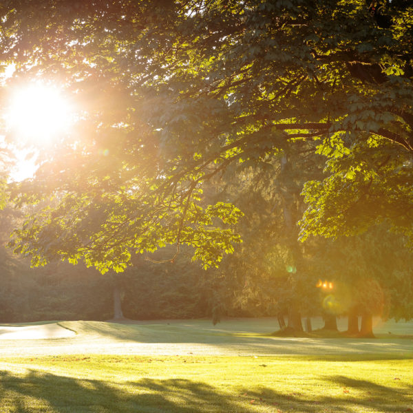 The sun shines through the mature trees of the surrounding parks and green spaces.