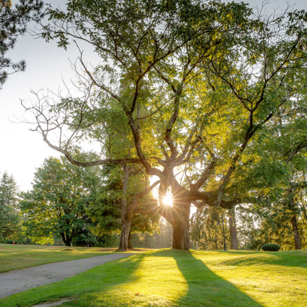 The sun lights the walking paths through the branches of majestic trees in the community.